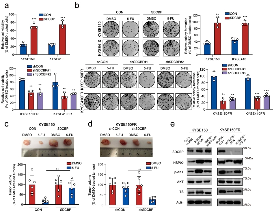 Advancements in Protein Methylation Research